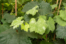 Rot Of A Vine And A Grape Leaf Close-up. Protection Of The Vineyard Garden From Diseases And Fungi