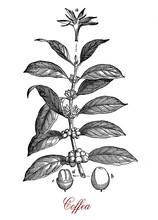 Vintage Print Of Coffea Coffee Plant Botanical Morphology:  Leaves, Flowers And Berries Containing 2 Coffee Beans Each.