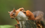 Fototapeta Zwierzęta - A humorous shot of a  Red Squirrel (Sciurus vulgaris) sitting on a tree stump with a nut in its mouth having a scratch.
