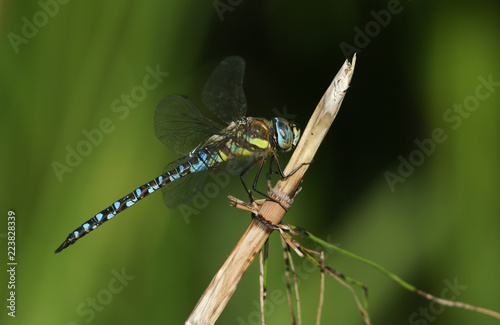 Fotografía A stunning Migrant Hawker Dragonfly (Aeshna mixta) perched on a mares tail plant
