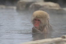 A  Cute Baby Monkey Enjoys The Hot Springs In Japan