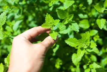 Fresh mint leaves in the garden.