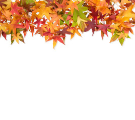 Canvas Print - autumn maple leaves red green yellow white background