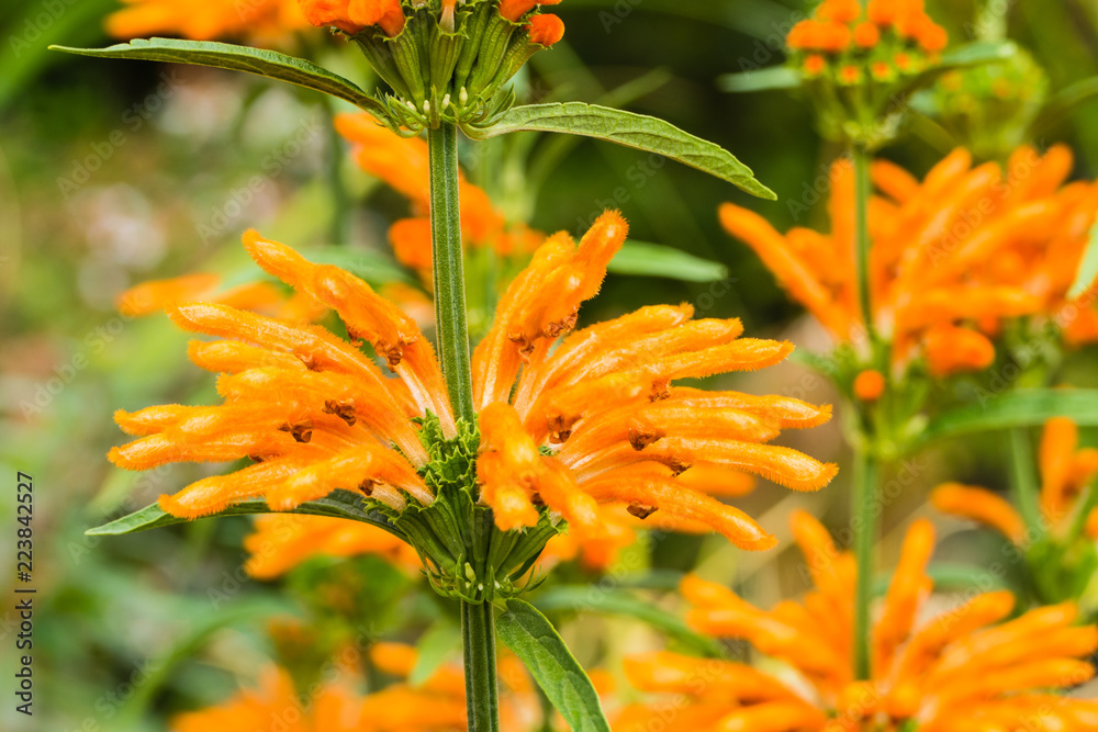 Stock-Foto Exotische orange Blten Pflanze | Adobe Stock
