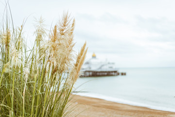 plant on the seafont