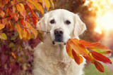 Fototapeta Pokój dzieciecy - Hund sitzt neben Baum und hat bunte Blätter im Maul