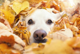 Fototapeta Pokój dzieciecy - Hund schaut aus gelben Blättern heraus 
