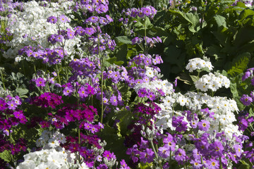 Wall Mural - Sydney Australia, primula flowers blooming signalling spring is coming