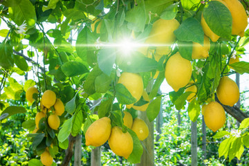 Ripe yellow lemons on lemon tree, bright sun shines through green leaves