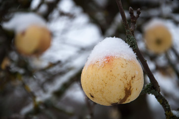 apple with snow cap