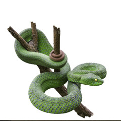 Wall Mural - Large-eyed Green Pitviper or Green pit vipers or Asian pit vipers, green snake on branch with white background in Thailand and clipping path.