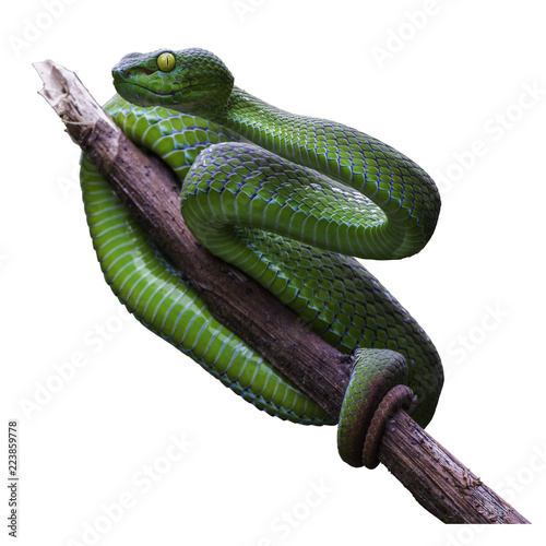 Large-eyed Green Pitviper or Green pit vipers or Asian pit vipers, green snak...