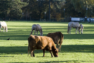 Sticker - cattle grazing in field