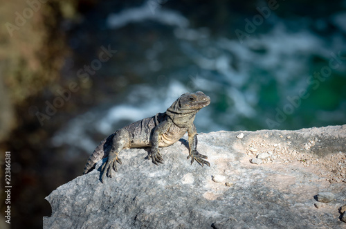 Fotografie, Obraz Iguana on the rocks. Isla Mujeres, Mexico