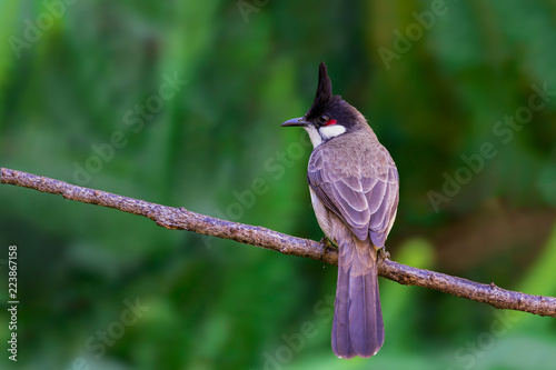 Red-whiskered bulbul or Pycnonotus jocosus perching on branch with green blac...