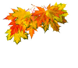 Yellow and orange beautiful autumnal maple leaves on a white background with space for text. Top view, flat lay