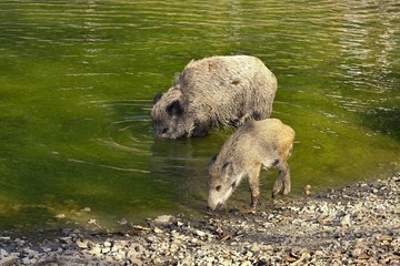 Wild boar with youngsters. Animal in the forest.