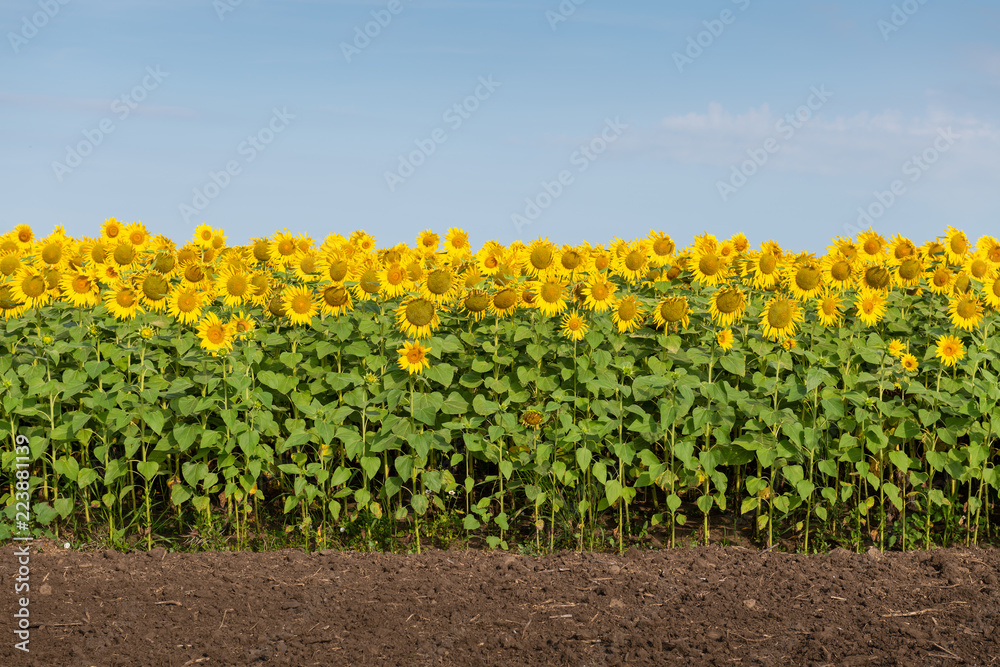 Fotorollo Sonnenblume Rand Des Sonnenblumenfeldes Nikkel Art De