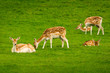 © Steven - Young fallow deer calves (cervus dama / dama dama) in a green meadow in summer