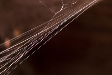 detail of the fiber web on a red background