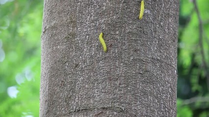 yellow worm on tree