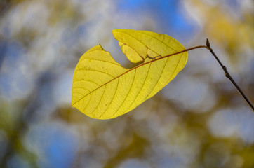 Wall Mural - fall