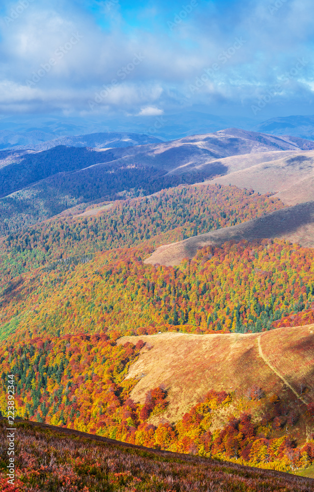 Colorful trees in the autumn mountains. - obrazy, fototapety, plakaty 