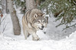 Wolf Hunting in Winter