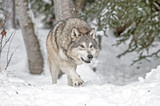 Fototapeta Sawanna - Wolf Hunting in Winter