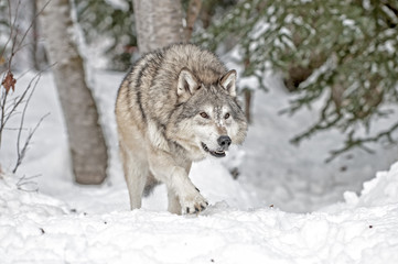 Wall Mural - wolf hunting in winter