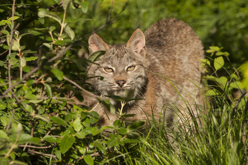 Wall Mural - bobcat in bushes