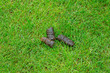 Dog's excrement in green grass. Dog poo or poop on lawn. Dog shit in public park.