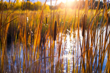 Autumn Landscape With  Cattail In Swamp At Sunset