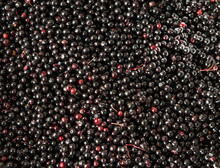 Closeup Shot Of Sambucus Nigra Or Elderberry Berries Harvested During Summer.
