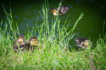 Ducks in grass (c) Alexander Reichel