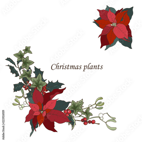 Fotografie, Obraz Composition of Christmas plants, poinsettia, Holly, cones, ivy and mistletoe, ve