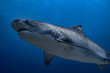 femelle requin tigre