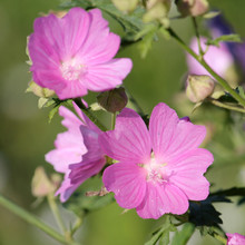 Pink Flowers Of Malva Excisa Or Mallow