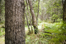 Rough Bark On Tree Trunks With Australian Bushland Behind