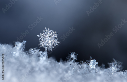 Fotografía snowflake, little snowflake on the snow