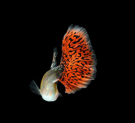 Wall Mural - Guppy fish isolated on black background (Poecilia reticulata)