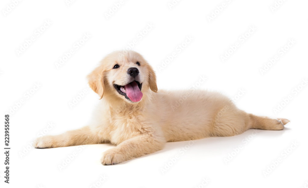 Cute Golden Retriever Puppy isolate on white background. - obrazy, fototapety, plakaty 