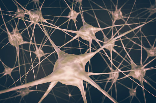 Nerve cells in brain