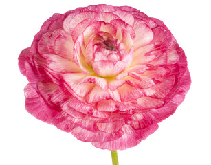 Wall Mural - ranunculus flower isolated