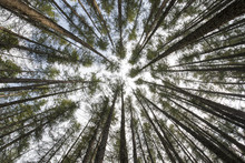 Perspective View Of A Tall Pines Forest Converging To The Sky