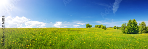 Zdjęcie: Green field with yellow dandelions and blue sky. Panoramic view to grass and flowers on the hill on sunny spring day Green field with yellow dandelions and blue sky. Panoramic view to grass and flowers on the hill on sunny spring day