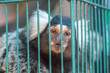 Close up Marmosets in the cage.