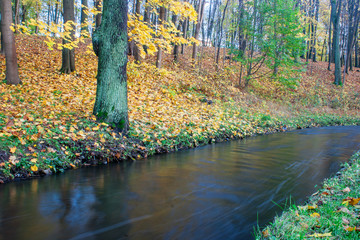 Canvas Print - creek in the autumn forest