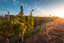 Vineyard At Sunrise