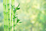 Fototapeta Sypialnia - Lucky Bamboo on natural background